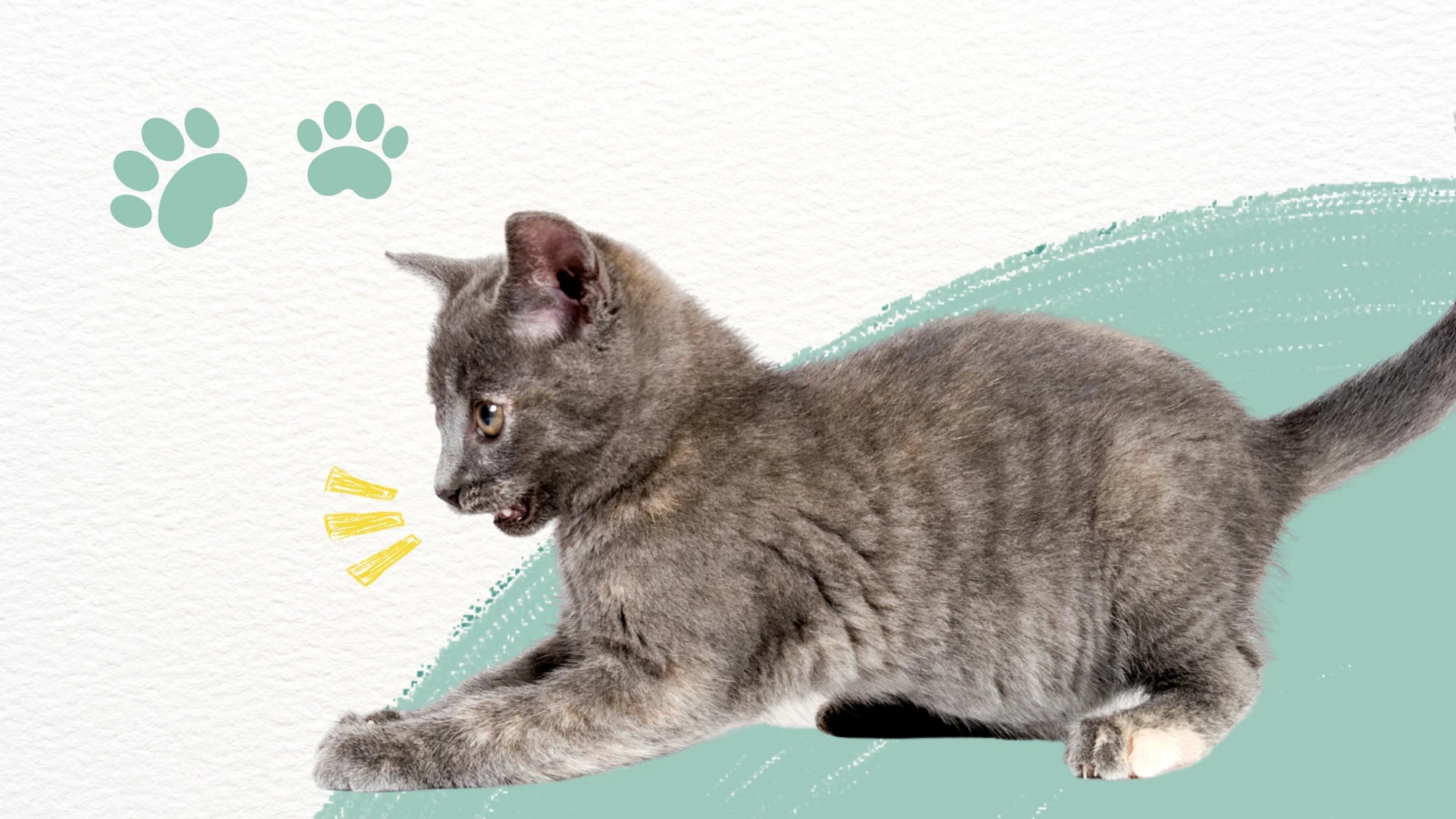 Gray kitten playing
