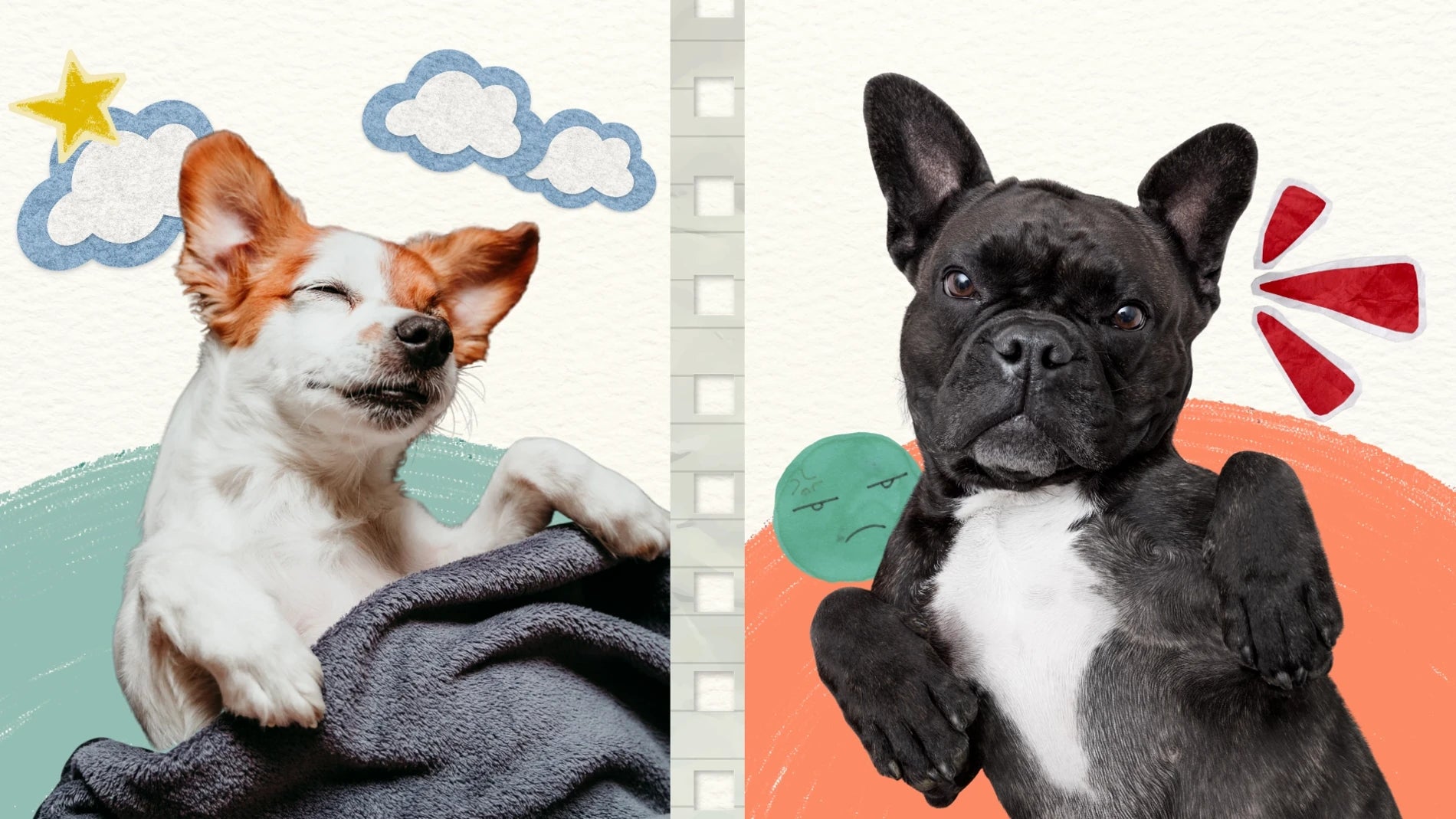 Two dogs on their back