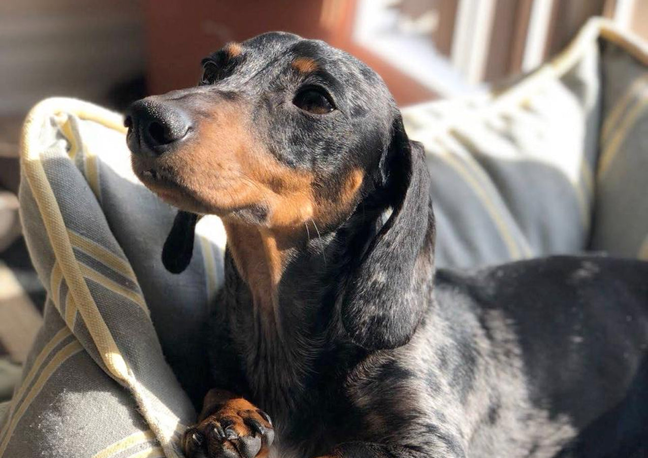 dog