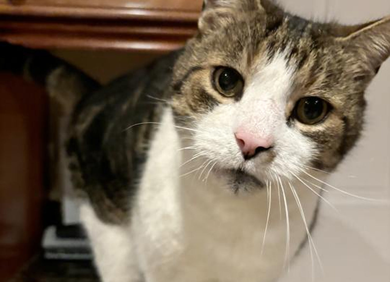 cat