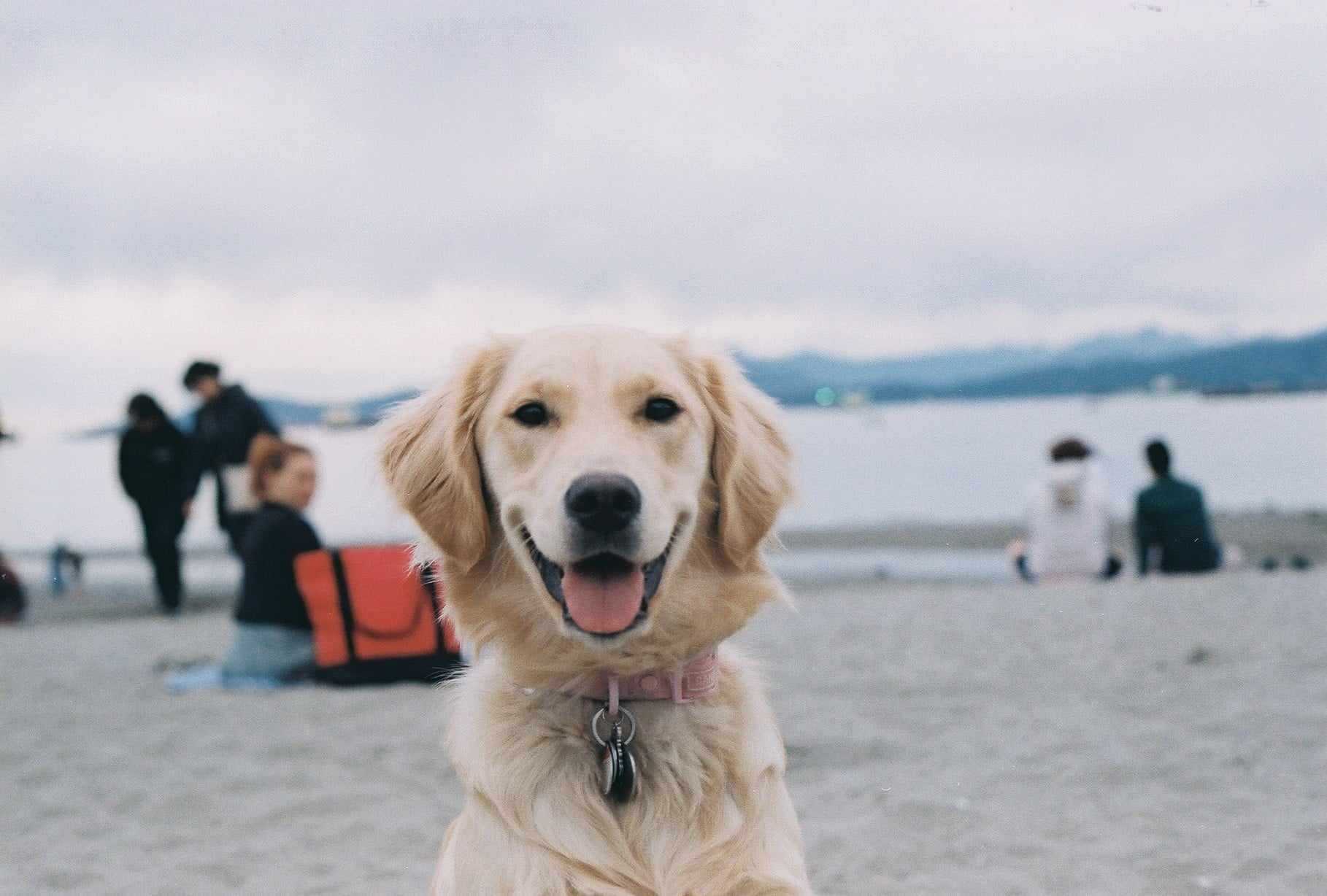 dog
